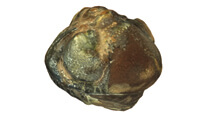 Nenalezeno https://micka.geology.cz/record/file/6419babf-b260-4ded-9a74-4e380a010852?fname=ikona-206-115-3D-Trilobit1.jpeg